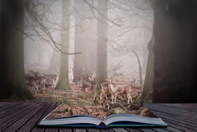 Imagination is More Important Than Knowledge | Engagement Principles